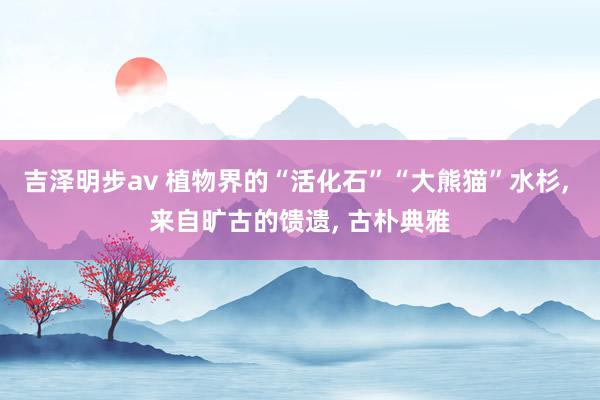 吉泽明步av 植物界的“活化石”“大熊猫”水杉， 来自旷古的馈遗， 古朴典雅